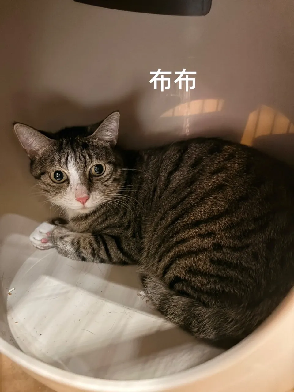 布布的照片